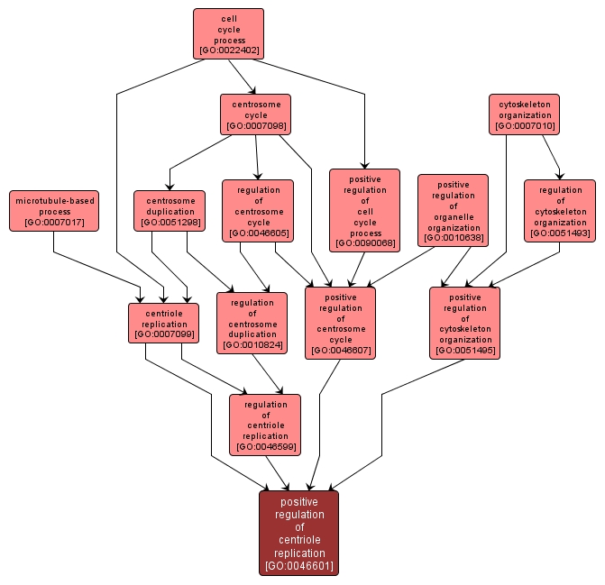 GO:0046601 - positive regulation of centriole replication (interactive image map)