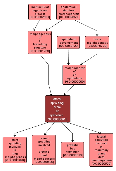 GO:0060601 - lateral sprouting from an epithelium (interactive image map)