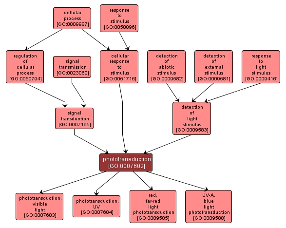 GO:0007602 - phototransduction (interactive image map)