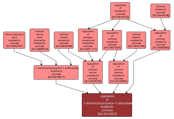 GO:0010602 - regulation of 1-aminocyclopropane-1-carboxylate metabolic process (interactive image map)