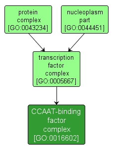 GO:0016602 - CCAAT-binding factor complex (interactive image map)