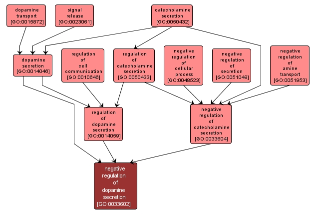 GO:0033602 - negative regulation of dopamine secretion (interactive image map)