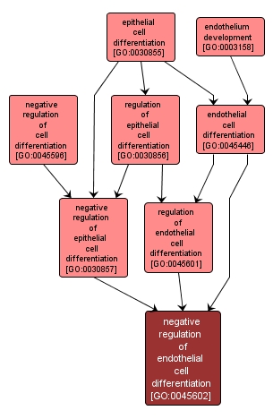 GO:0045602 - negative regulation of endothelial cell differentiation (interactive image map)