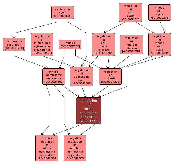 GO:0046602 - regulation of mitotic centrosome separation (interactive image map)