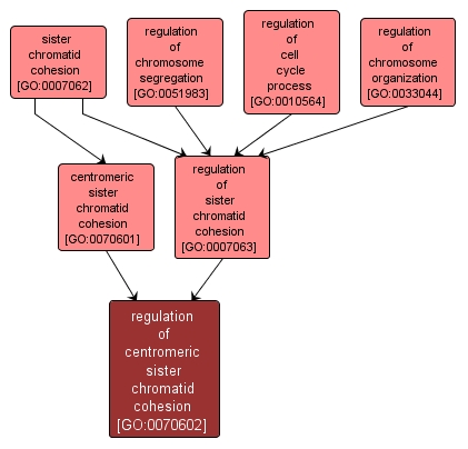 GO:0070602 - regulation of centromeric sister chromatid cohesion (interactive image map)