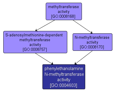 GO:0004603 - phenylethanolamine N-methyltransferase activity (interactive image map)