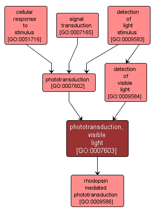GO:0007603 - phototransduction, visible light (interactive image map)