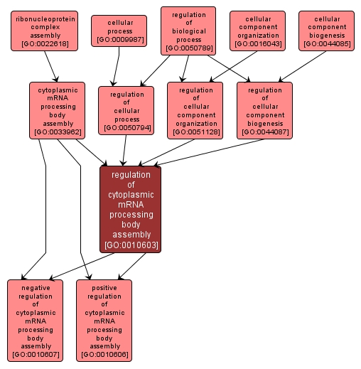 GO:0010603 - regulation of cytoplasmic mRNA processing body assembly (interactive image map)