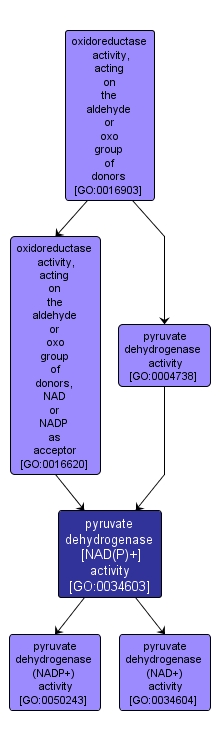 GO:0034603 - pyruvate dehydrogenase [NAD(P)+] activity (interactive image map)
