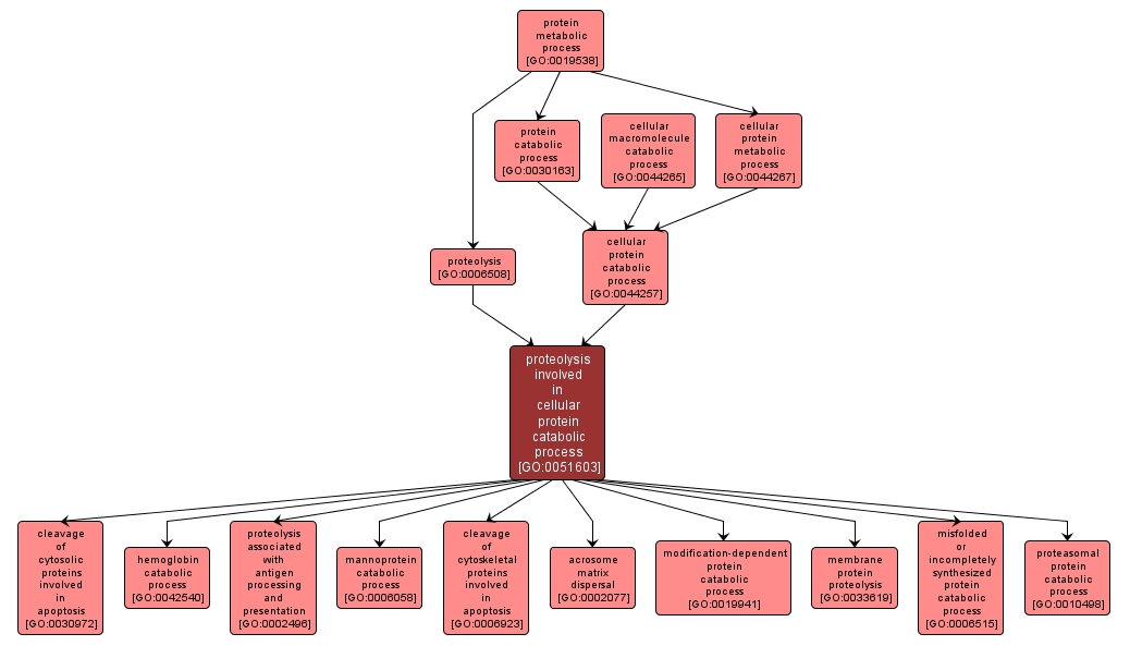 GO:0051603 - proteolysis involved in cellular protein catabolic process (interactive image map)