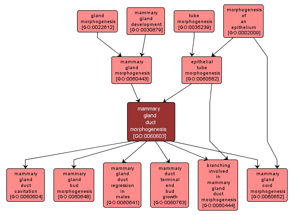 GO:0060603 - mammary gland duct morphogenesis (interactive image map)