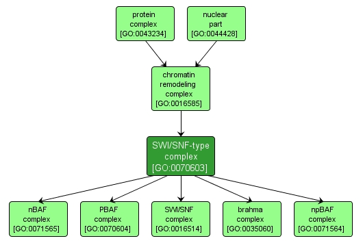 GO:0070603 - SWI/SNF-type complex (interactive image map)