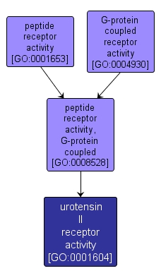 GO:0001604 - urotensin II receptor activity (interactive image map)
