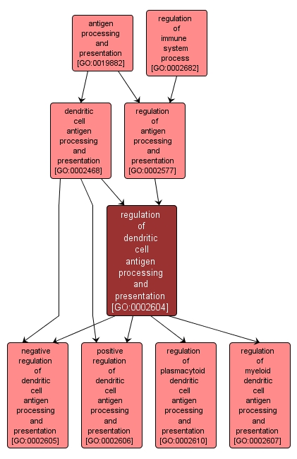 GO:0002604 - regulation of dendritic cell antigen processing and presentation (interactive image map)