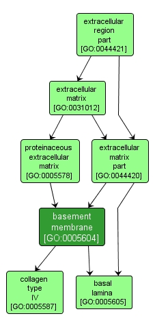 GO:0005604 - basement membrane (interactive image map)