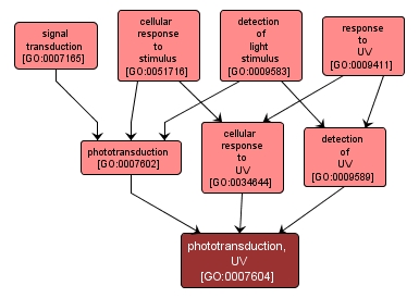 GO:0007604 - phototransduction, UV (interactive image map)