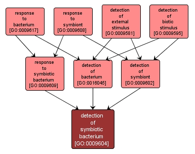 GO:0009604 - detection of symbiotic bacterium (interactive image map)