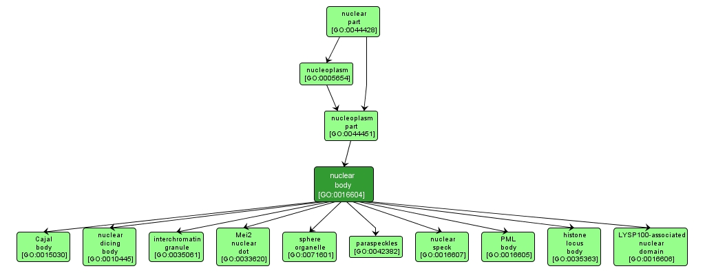 GO:0016604 - nuclear body (interactive image map)