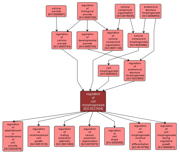 GO:0022604 - regulation of cell morphogenesis (interactive image map)