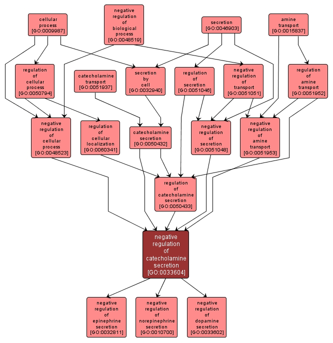 GO:0033604 - negative regulation of catecholamine secretion (interactive image map)