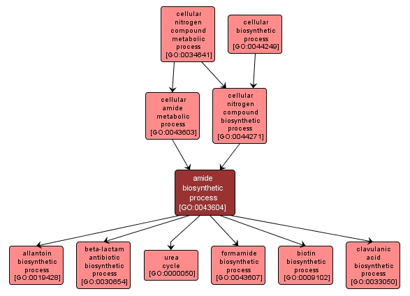 GO:0043604 - amide biosynthetic process (interactive image map)