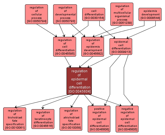 GO:0045604 - regulation of epidermal cell differentiation (interactive image map)