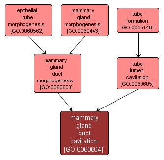 GO:0060604 - mammary gland duct cavitation (interactive image map)