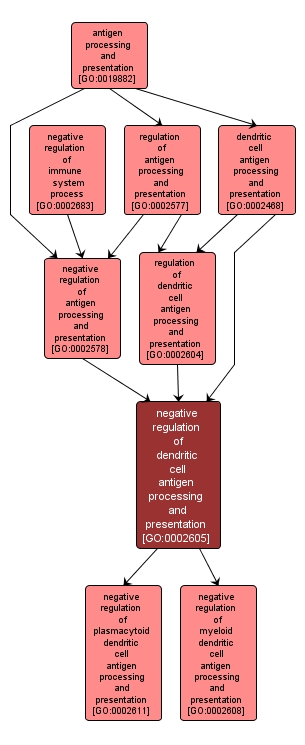 GO:0002605 - negative regulation of dendritic cell antigen processing and presentation (interactive image map)