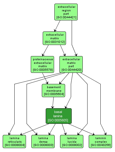 GO:0005605 - basal lamina (interactive image map)