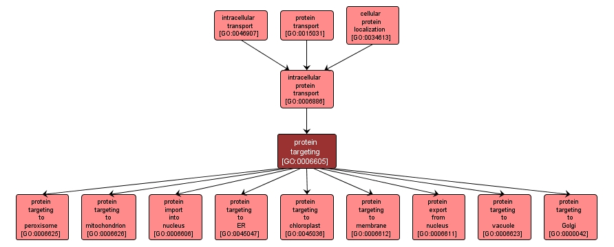 GO:0006605 - protein targeting (interactive image map)