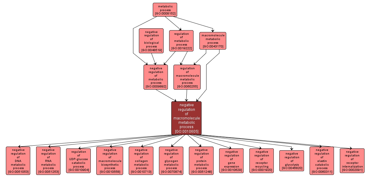 GO:0010605 - negative regulation of macromolecule metabolic process (interactive image map)