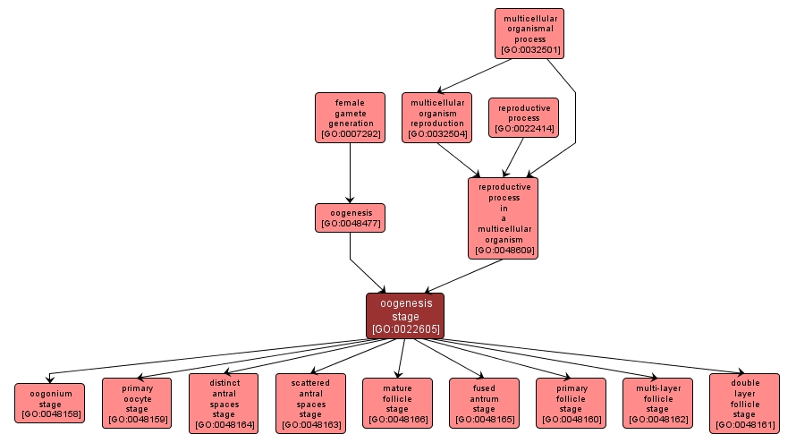 GO:0022605 - oogenesis stage (interactive image map)