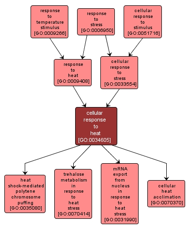 GO:0034605 - cellular response to heat (interactive image map)