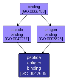 GO:0042605 - peptide antigen binding (interactive image map)