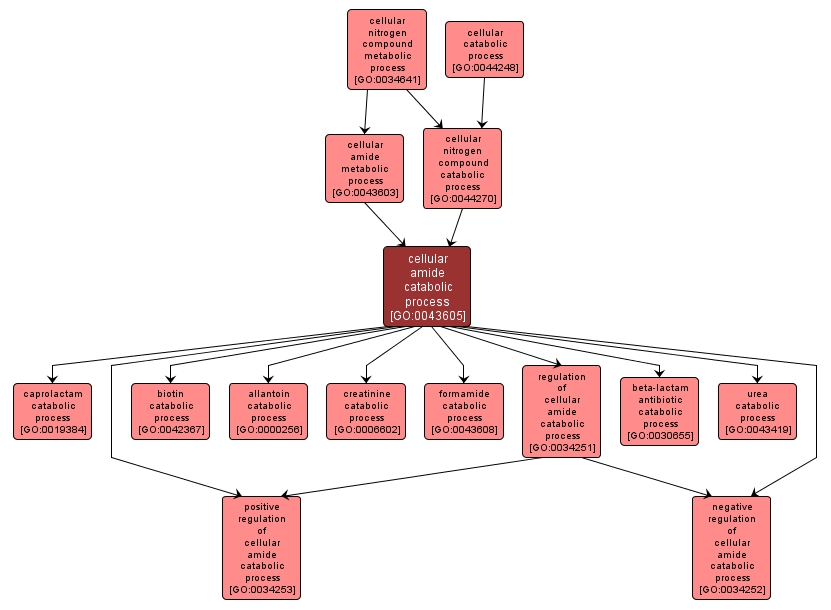 GO:0043605 - cellular amide catabolic process (interactive image map)