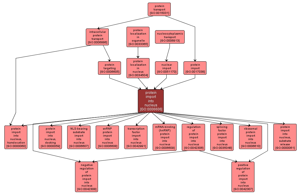 GO:0006606 - protein import into nucleus (interactive image map)