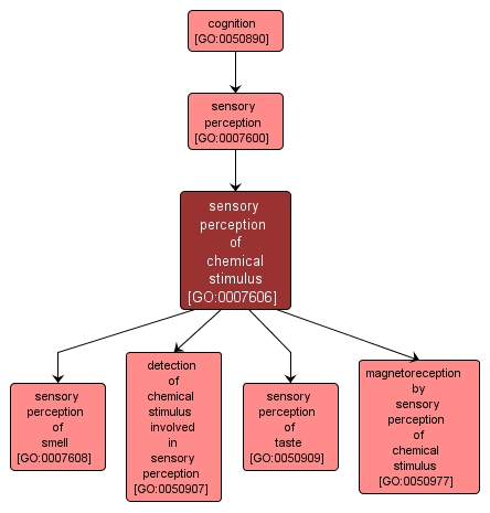 GO:0007606 - sensory perception of chemical stimulus (interactive image map)