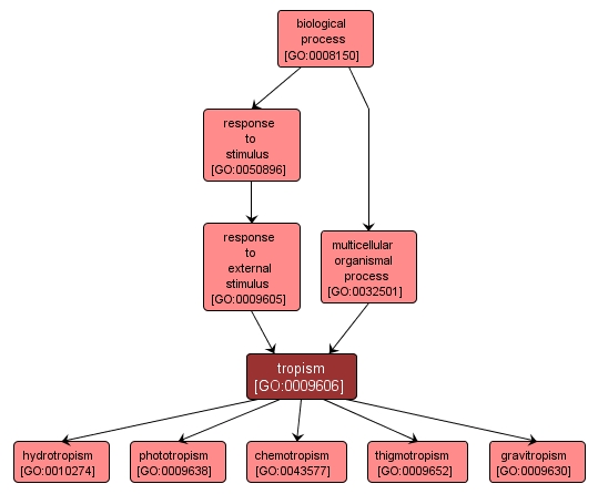 GO:0009606 - tropism (interactive image map)