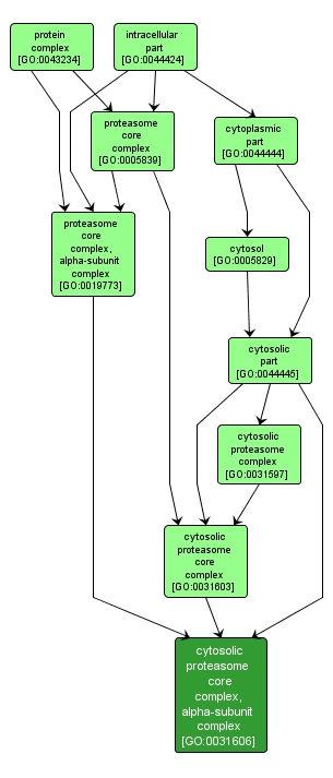 GO:0031606 - cytosolic proteasome core complex, alpha-subunit complex (interactive image map)