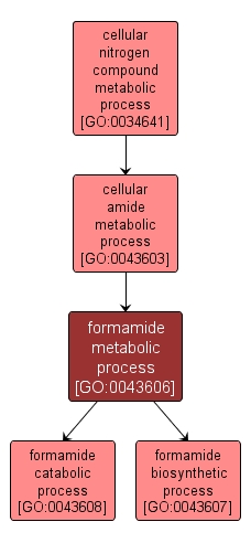 GO:0043606 - formamide metabolic process (interactive image map)