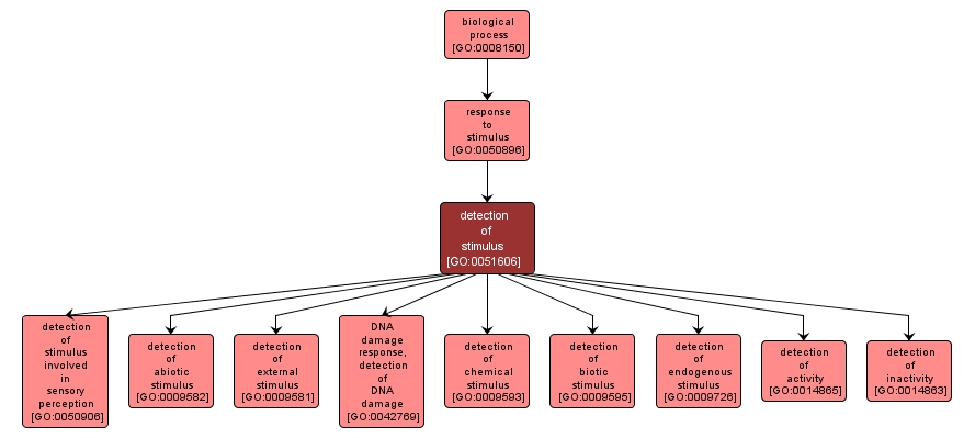 GO:0051606 - detection of stimulus (interactive image map)