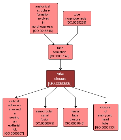 GO:0060606 - tube closure (interactive image map)