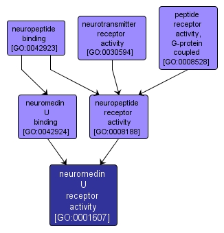 GO:0001607 - neuromedin U receptor activity (interactive image map)