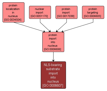 GO:0006607 - NLS-bearing substrate import into nucleus (interactive image map)