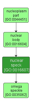 GO:0016607 - nuclear speck (interactive image map)