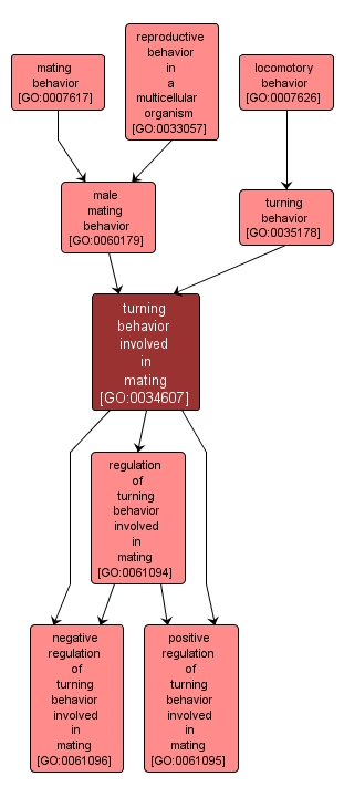 GO:0034607 - turning behavior involved in mating (interactive image map)