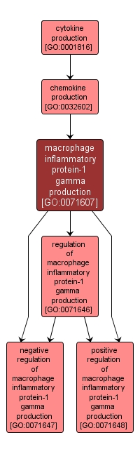 GO:0071607 - macrophage inflammatory protein-1 gamma production (interactive image map)