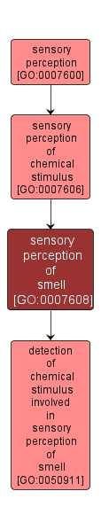 GO:0007608 - sensory perception of smell (interactive image map)