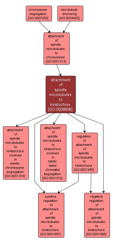 GO:0008608 - attachment of spindle microtubules to kinetochore (interactive image map)