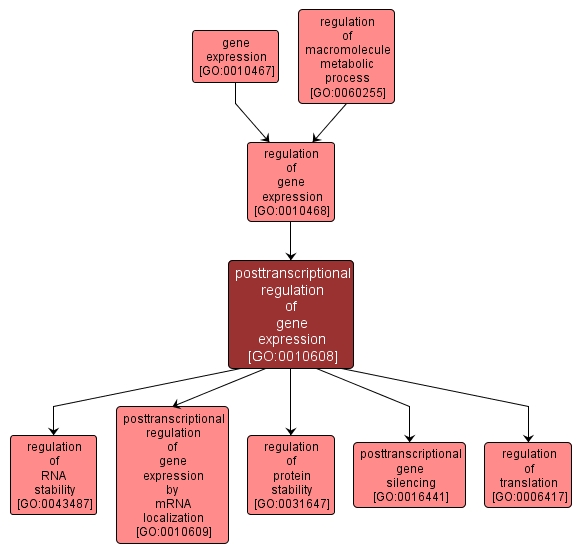 GO:0010608 - posttranscriptional regulation of gene expression (interactive image map)